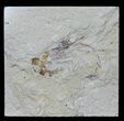 Cretaceous Fossil Shrimp - Lebanon #61562-1